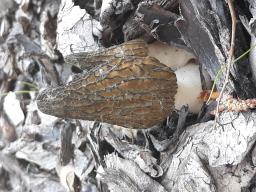 Morchella importuna