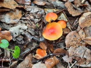 Hygrocybe