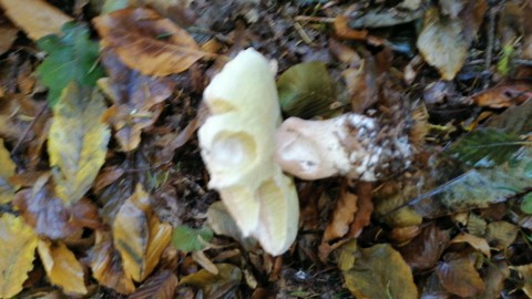 Boletus reticulatus