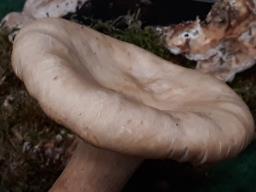 Infundibulicybe geotropa