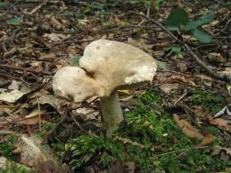 Lactarius acris