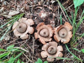 Geastrum triplex