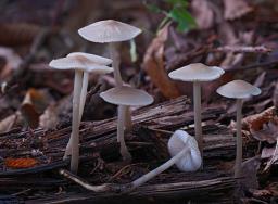 Mycena galericulata