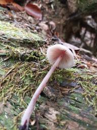 Mycena haematopus