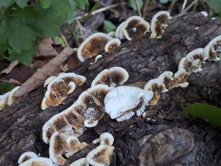 Trametes versicolor