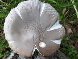 Amanita amplivelata