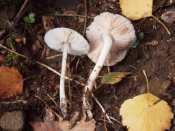 Pluteus hiatulus