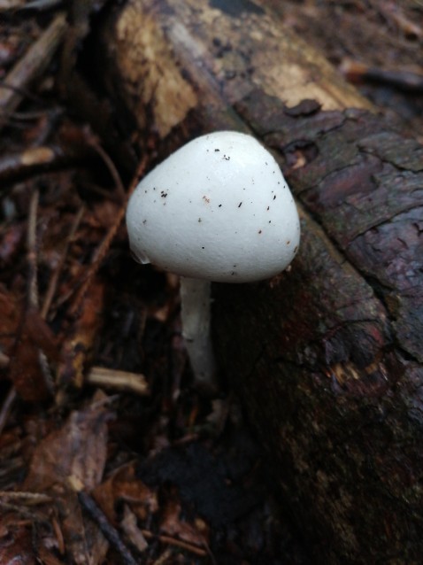 Amanita virosa