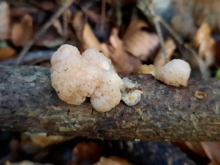 Naematelia encephala