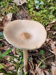 Melanoleuca
