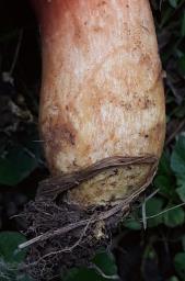 Xerocomus silwoodensis