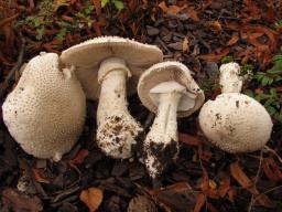 Amanita echinocephala