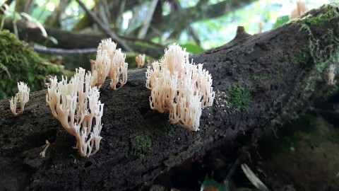 Artomyces pyxidatus