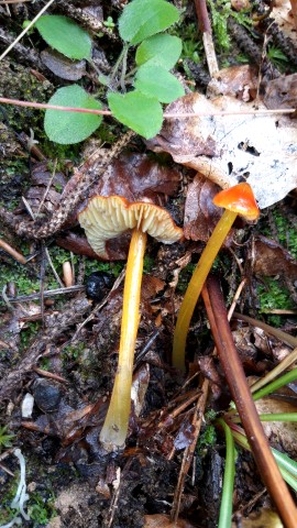 Hygrocybe conica