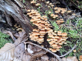 Xeromphalina campanella