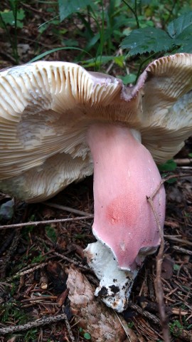 Russula olivacea