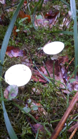 Amanita citrina