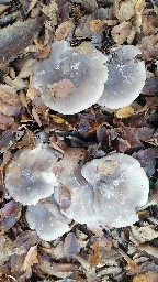 Clitocybe nebularis