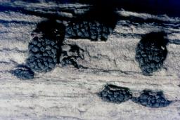 Cucurbitaria berberidis