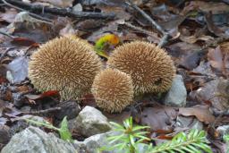 Lycoperdon echinatum