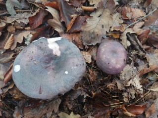 Russula cyanoxantha