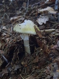 Amanita phalloides