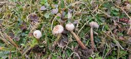 Tulostoma brumale