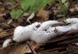Ceratiomyxa fruticulosa