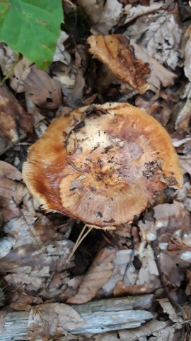 Russula foetens