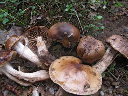 Cyclocybe erebia