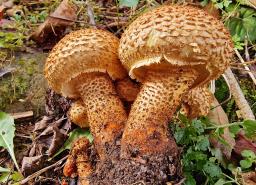 Pholiota squarrosa