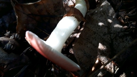 Russula emetica