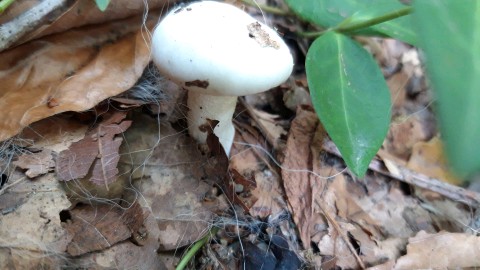 Hygrophorus penarius