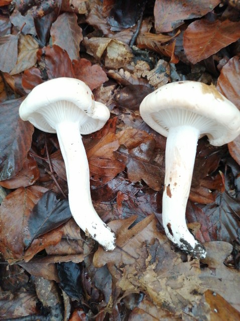 Hygrophorus poetarum