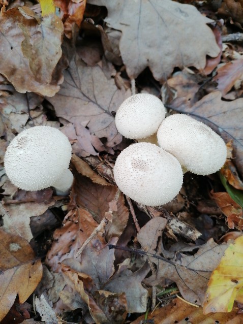 Lycoperdon perlatum