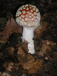 Amanita muscaria