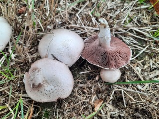 Agaricus campestris