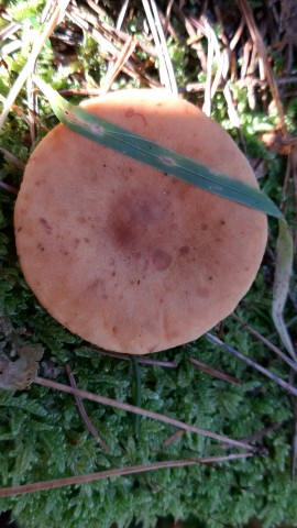 Lactarius acerrimus