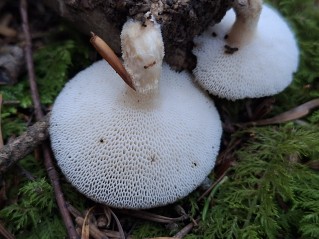 Polyporus tuberaster