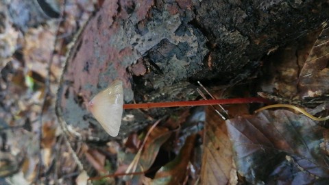 Mycena crocata