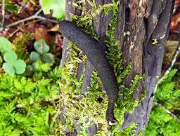 Xylaria longipes