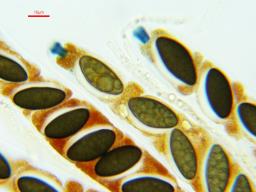 Oligostoma insidiosum