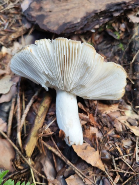 Russula aeruginea