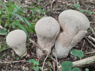 Lycoperdon excipuliforme