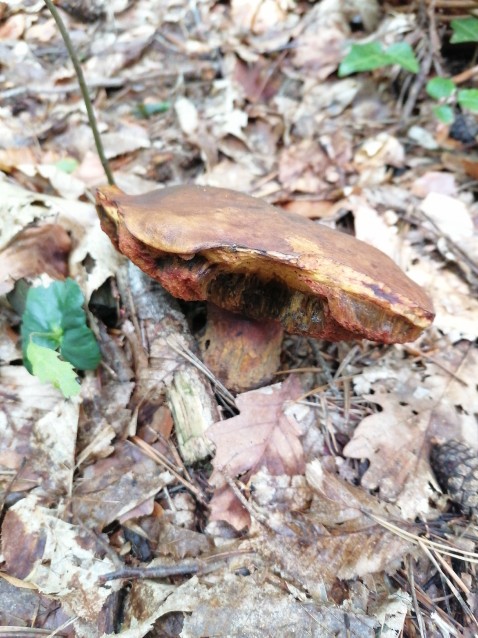 Neoboletus erythropus