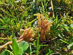 Clavulinopsis umbrinella