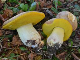 Hemileccinum impolitum
