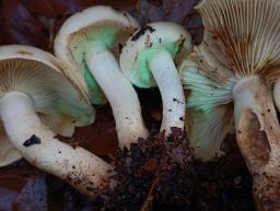 Pholiota elegans