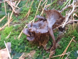 Cantharellus cinereus