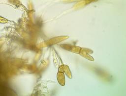 Puccinia modiolae